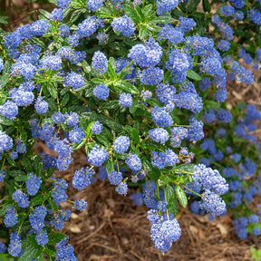 Ceanothus Concha / Amerikaanse sering - Ceanothus Concha - Willemse