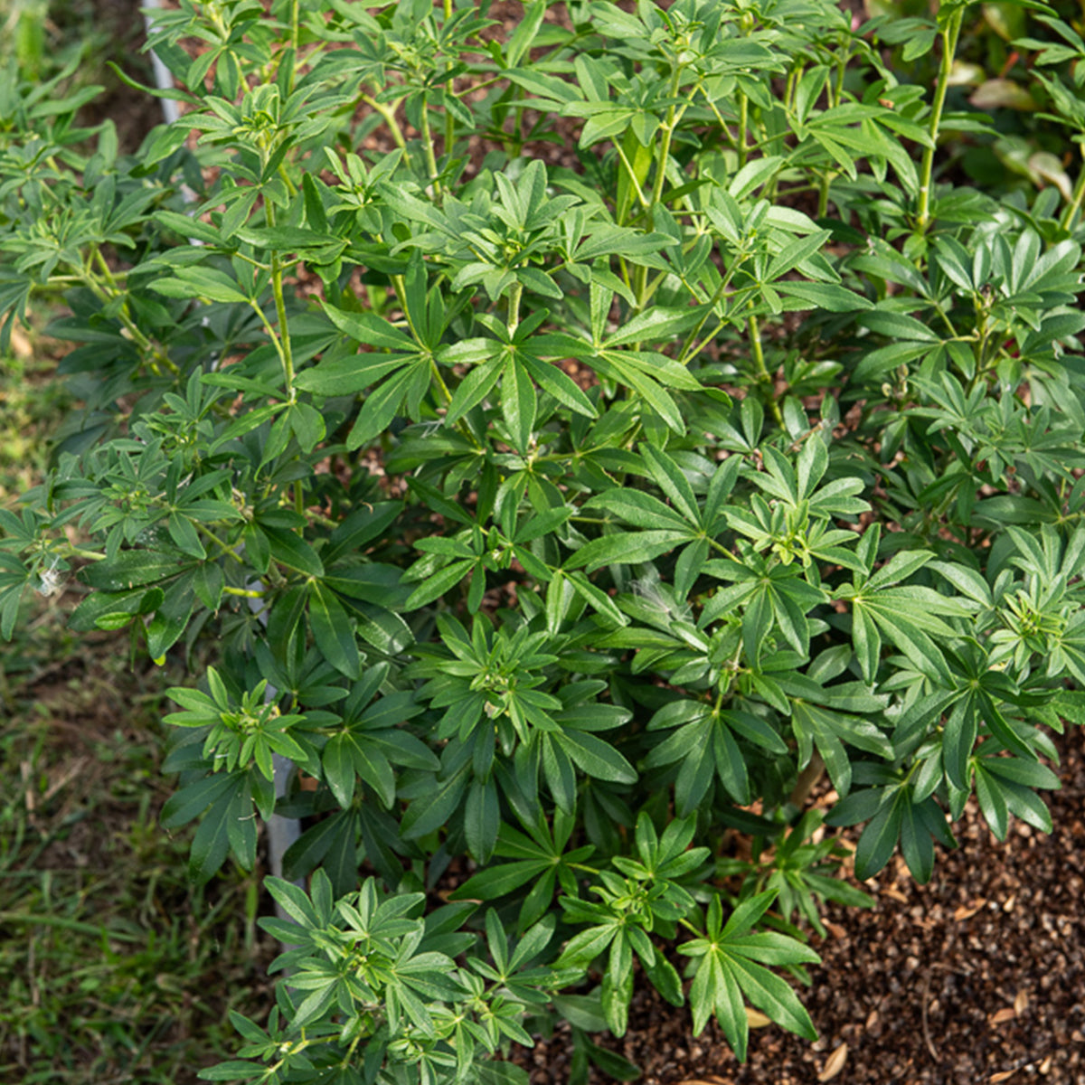 Mexicaanse oranjebloesem Green Fingers® - Choisya ternata Greenfingers ® - Willemse