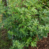 Mexicaanse oranjebloesem Green Fingers® - Choisya ternata Greenfingers ® - Willemse