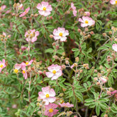 Cistus Silver Pink - Cistus x argenteus Silver Pink - Willemse