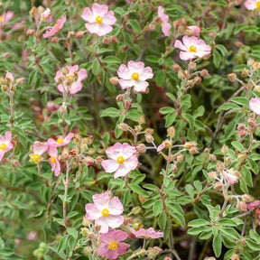 Cistus Silver Pink - Cistus x argenteus Silver Pink - Willemse