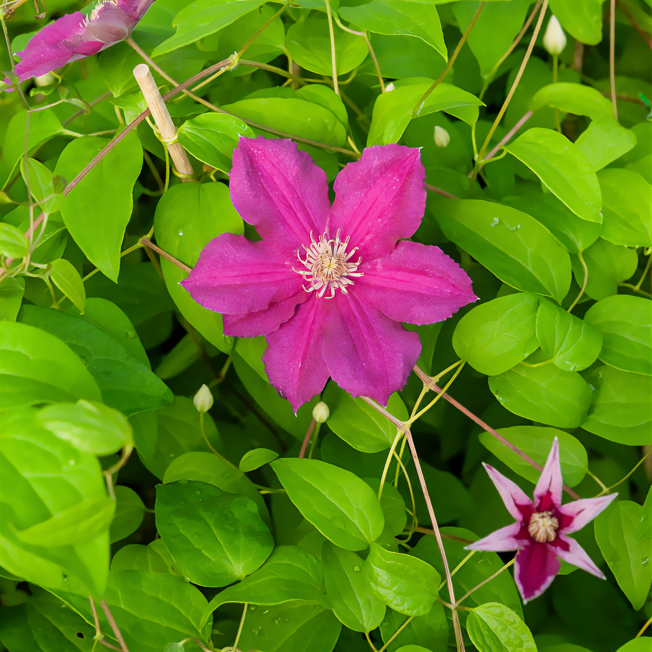 Clematis viticella Ernest markham - Bosrank 'Ernest Markham' - Clematis