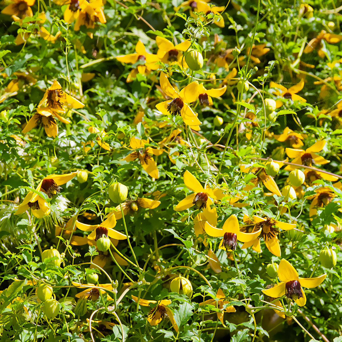 Gouden Tiara® Clematis - Willemse