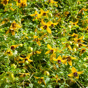 Gouden Tiara® Clematis - Willemse