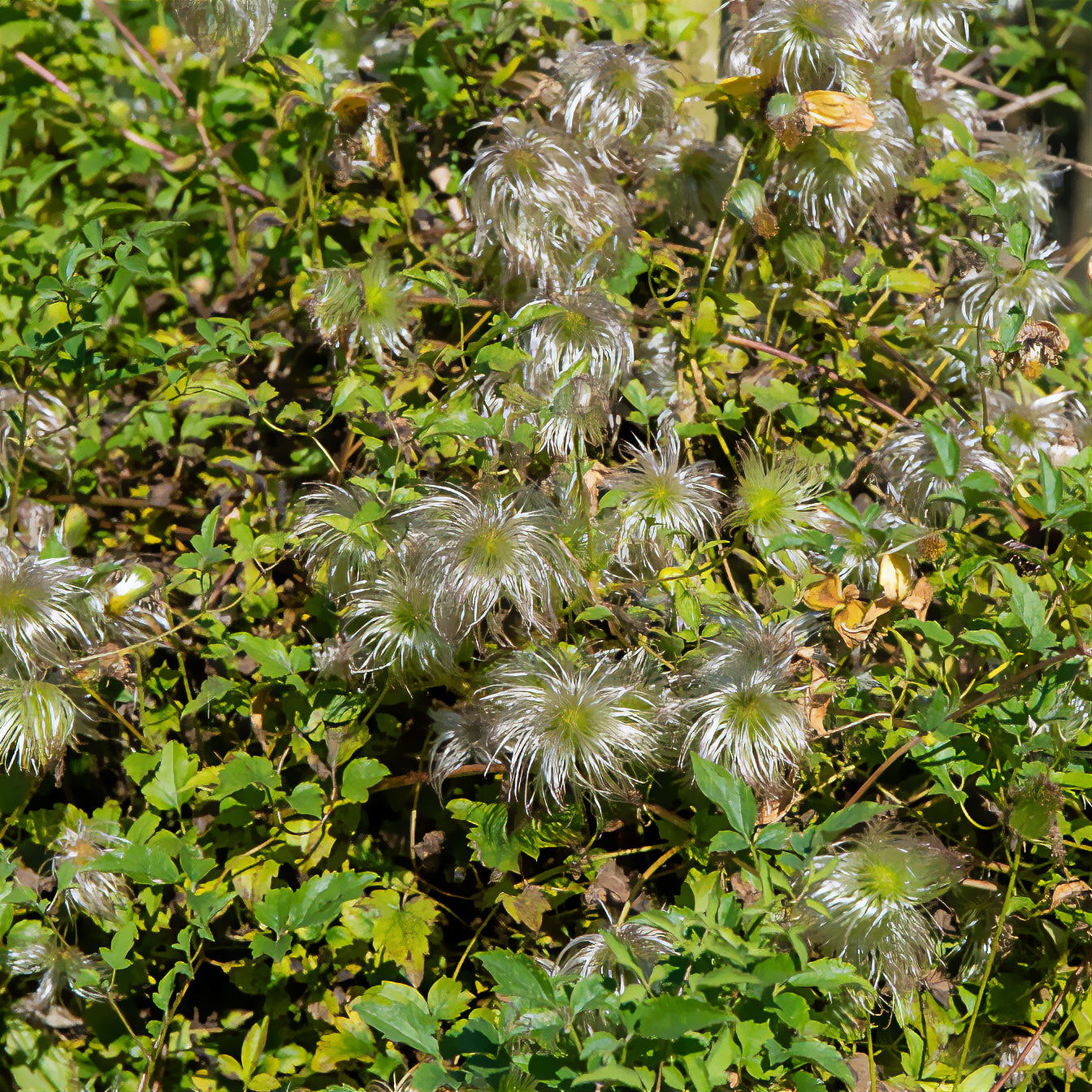 Gouden Tiara® Clematis - Clematis tangutica Golden Tiara®Kugotia - Willemse