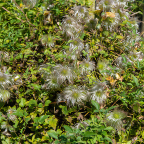 Gouden Tiara® Clematis - Clematis tangutica Golden Tiara®Kugotia - Willemse