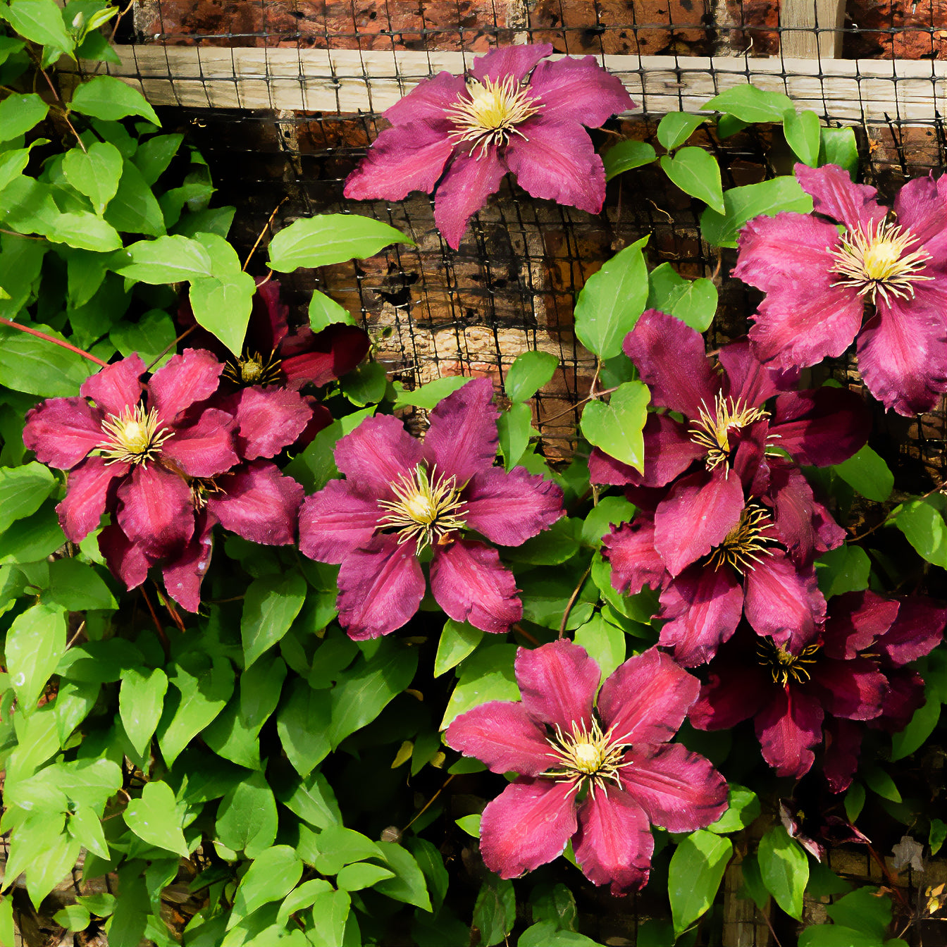 Bosrank 'Niobe' - Clematis Niobe - Willemse