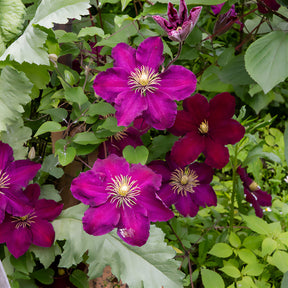 Clematis - Bosrank 'Niobe' - Clematis Niobe