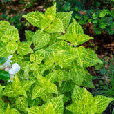 Siernetel Electric Lime - Coleus Electric Lime - Willemse