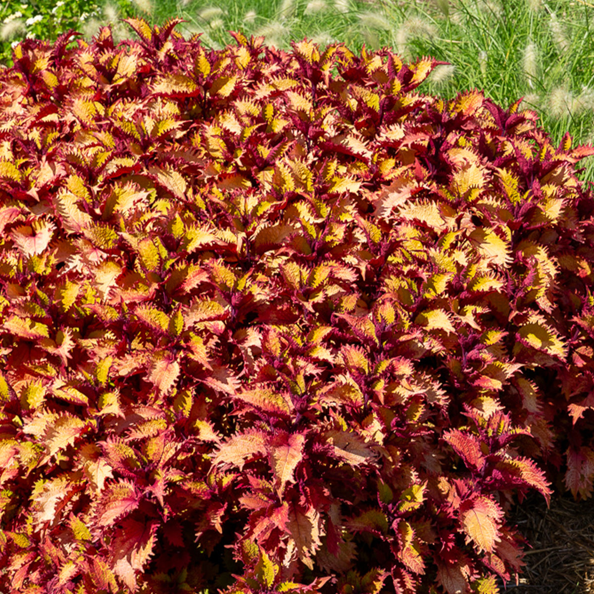 Siernetel Henna - Coleus Henna - Willemse