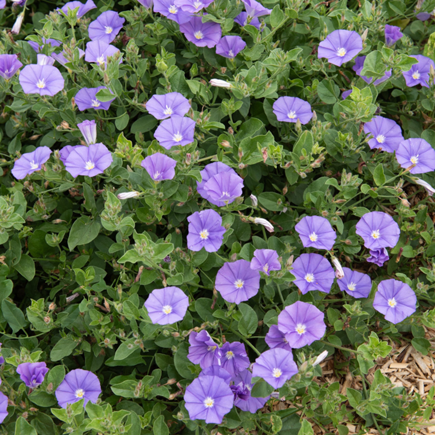 Convolvulus New Blue Moon®/ Winde - Willemse