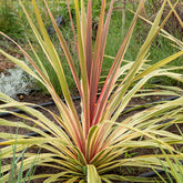 Cordyline australis 'Can Can'® / Koolpalm - Willemse