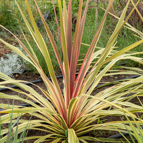 Cordyline australis 'Can Can'® / Koolpalm - Willemse