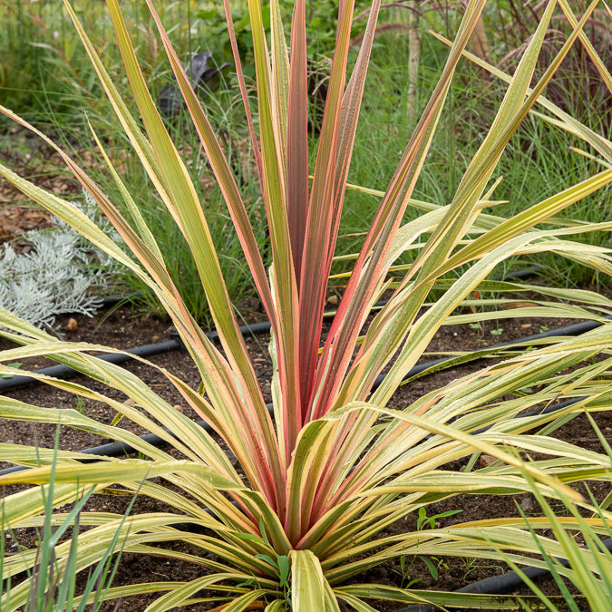 Cordyline australis 'Can Can'® / Koolpalm - Willemse