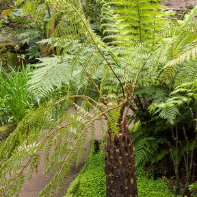 Cyathea australis - Boomvaren - Varens