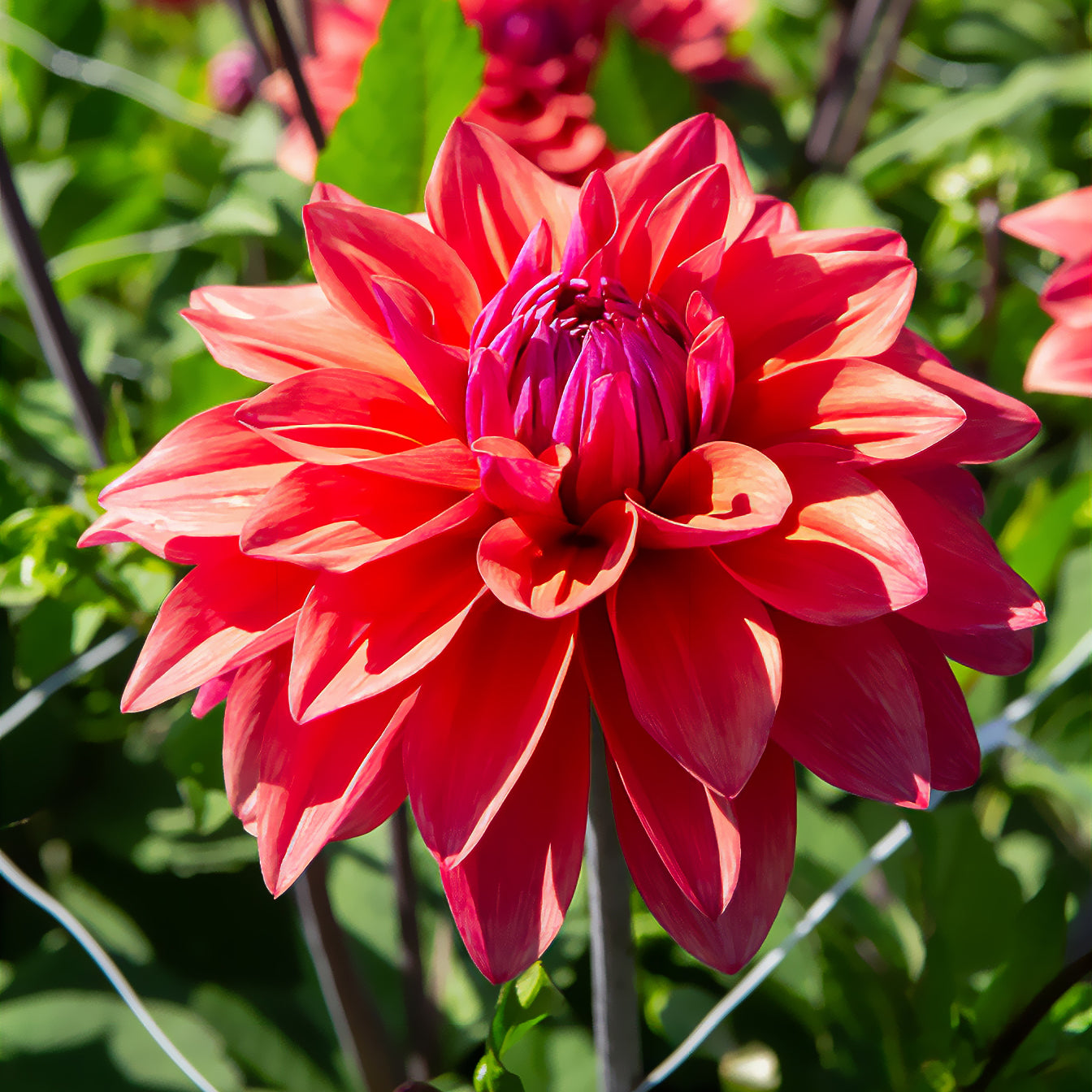 Decoratieve dahlia 'American Dawn' (x3) - Willemse