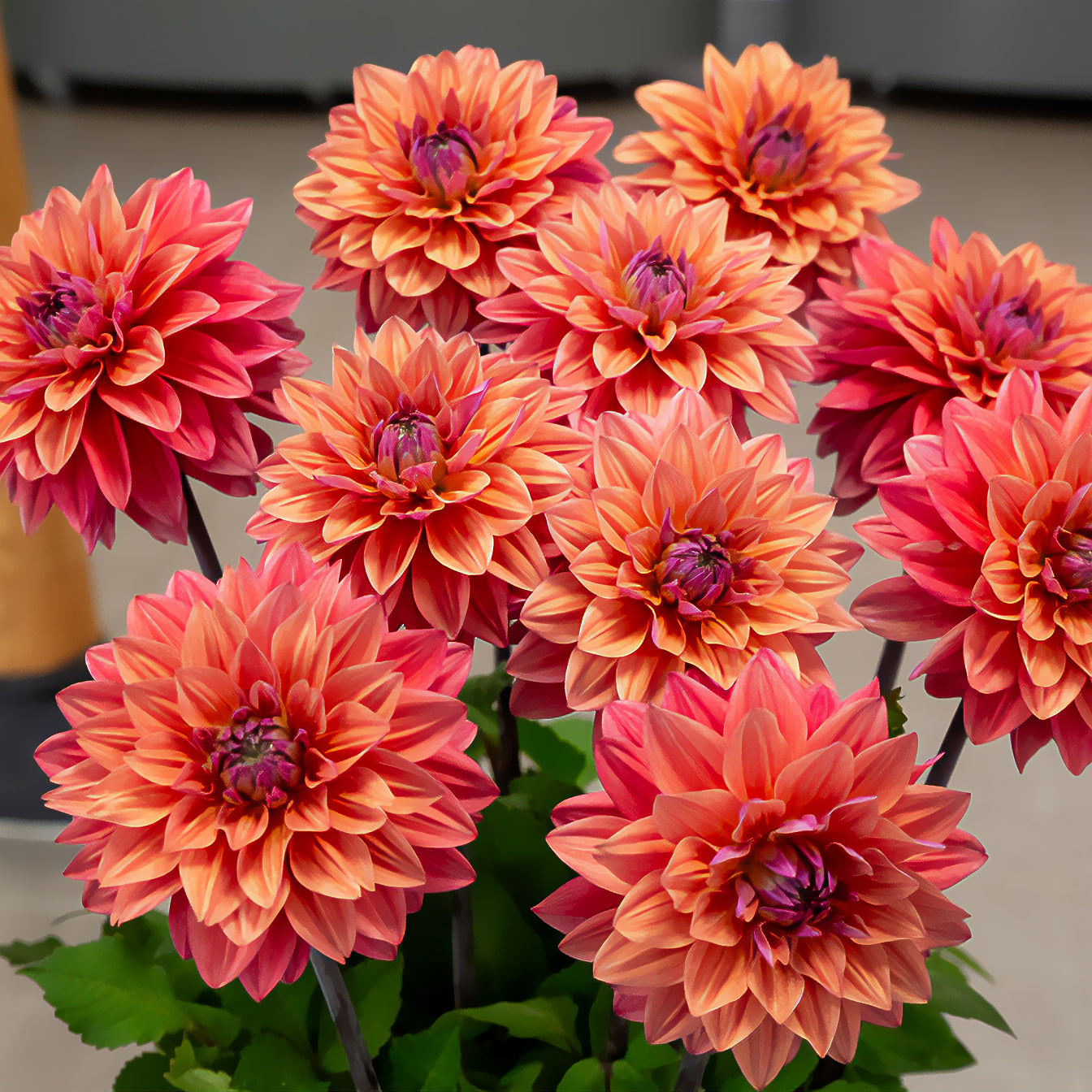 Decoratieve dahlia 'American Dawn' (x3) - Dahlia American Dawn - Willemse