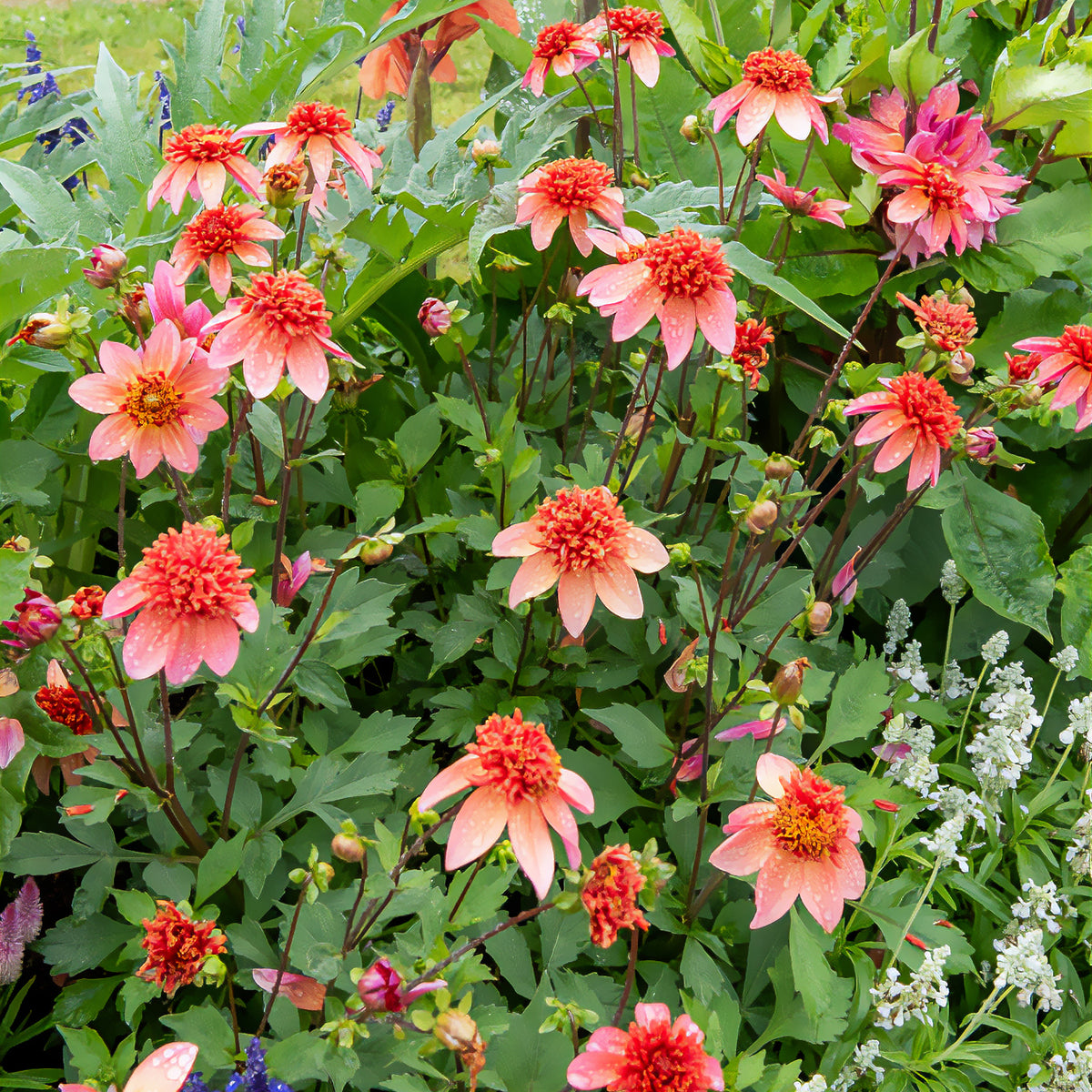 Dahlia  - Dahlia 'Totally Tangerine' - Dahlia Totally Tangerine
