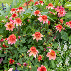 Dahlia  - Dahlia 'Totally Tangerine' - Dahlia Totally Tangerine