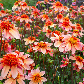 Dahlia 'Totally Tangerine' - Dahlia Totally Tangerine - Willemse