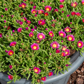 Delosperma roze wonder - Willemse