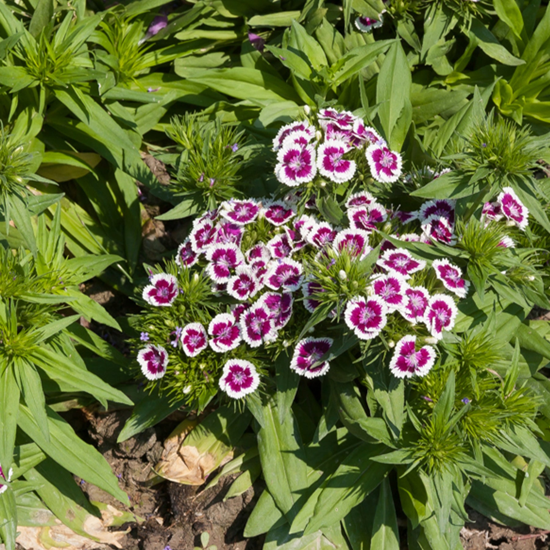 Picotee Paarse Anjer - Dianthus barbatus Barbarini Purple Picotee - Willemse