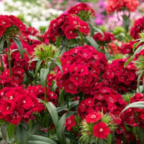 Rode anjer - Dianthus barbatus Barbarini Red - Willemse