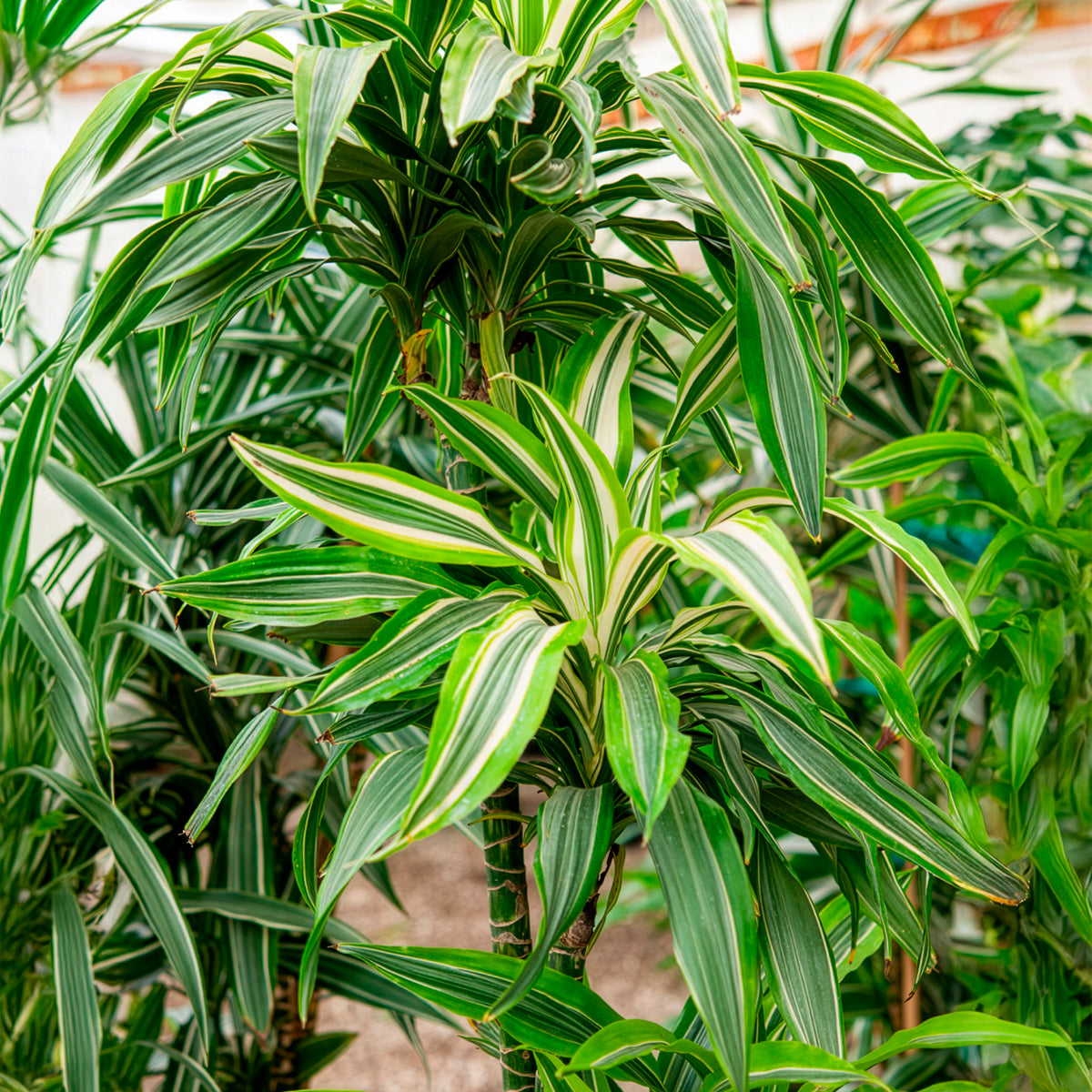 Dracaena Warneckei / Drakenbloedboom - Dracaena deremensis Warneckei - Willemse