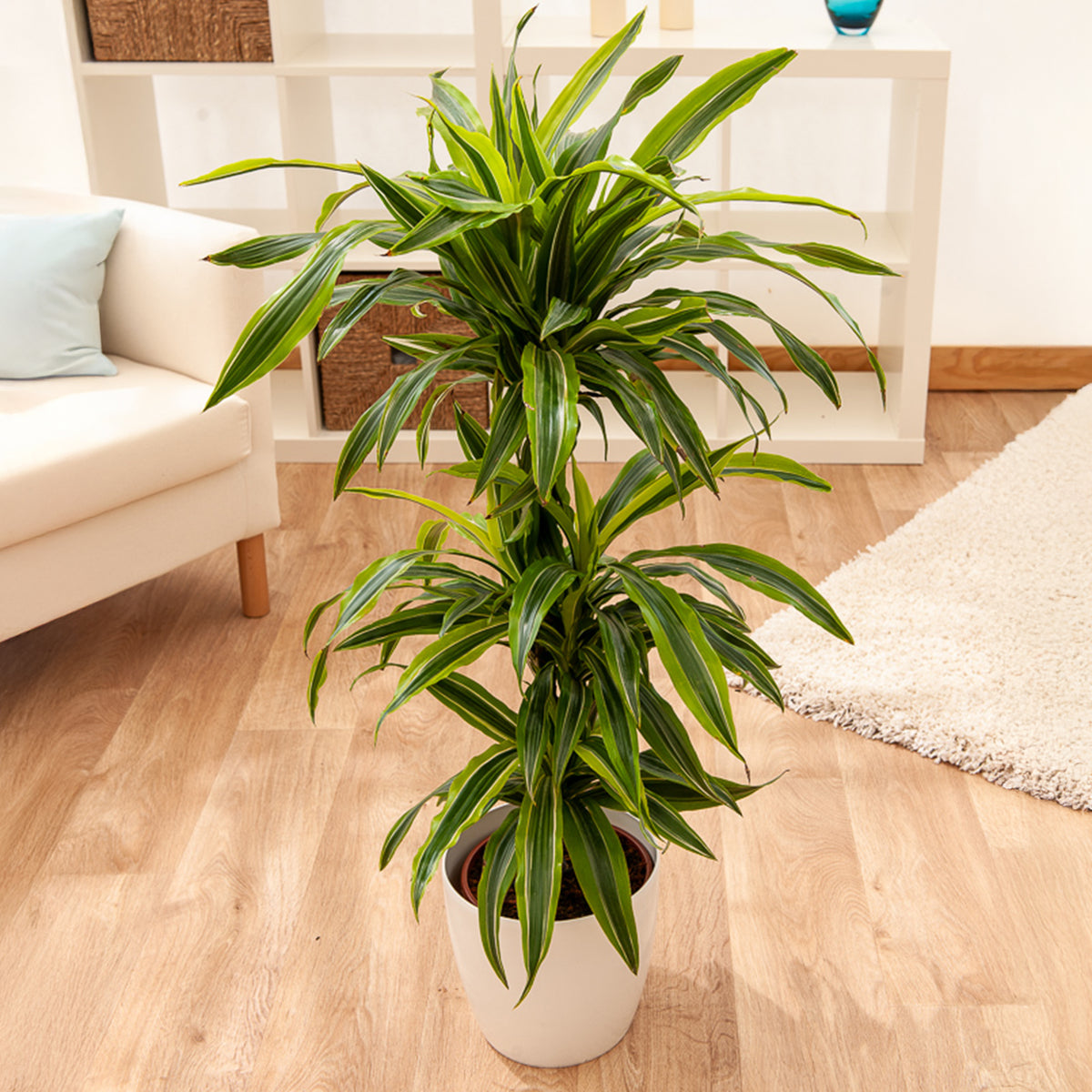 Dracaena 'Lemon Lime / / Drakenbloedboom - Dracaena fragrans Lemon Lime - Willemse