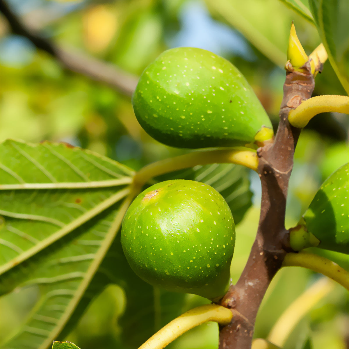 Vijgenboom 'Goutte d'or' - Willemse