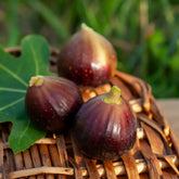 Vijgenboom 'Ronde de Bordeaux' - Ficus carica Ronde de Bordeaux - Willemse