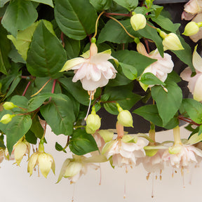 Fuchsia 'Pink Marshmallow' / Bellenplant - Fuchsia Pink Marshmallow - Willemse