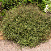 MUEHLENBECKIA complexa® kruipend en klimmend - Willemse