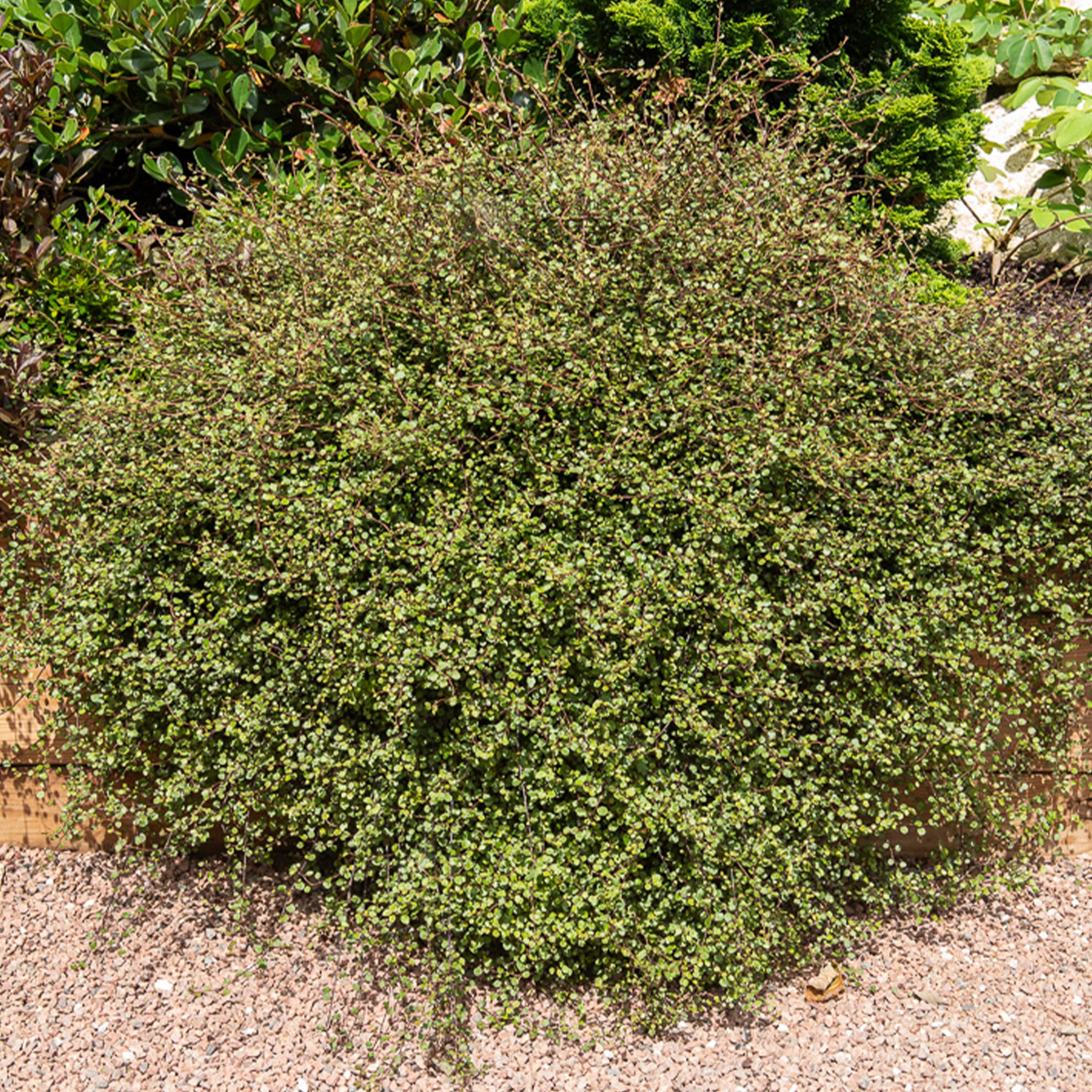 MUEHLENBECKIA complexa® kruipend en klimmend - Willemse