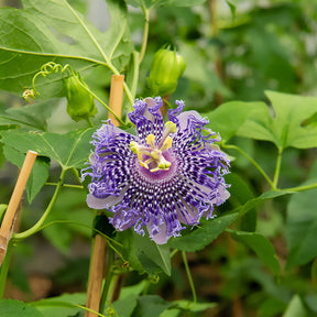 Passiflora Fata confetto - Passiebloem Fata Confetto - Passiebloem