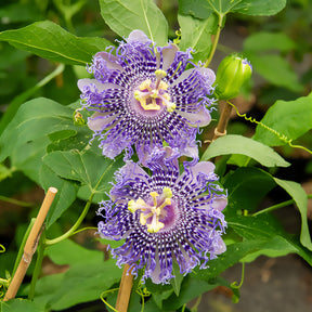 Passiebloem Fata Confetto - Willemse