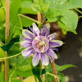 Passiebloem - Passiflora incarnata - Willemse