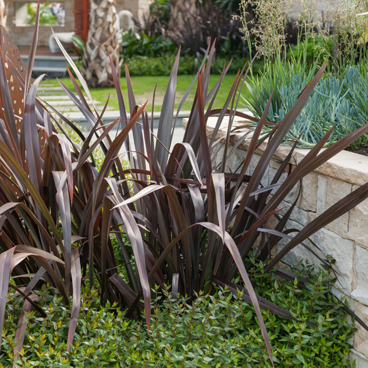 Phormium tenax Black Adder ® - Phormium Black Adder ® - Nieuw-Zeelands vlas - Phormium