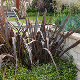 Phormium tenax Black Adder ® - Phormium Black Adder ® - Nieuw-Zeelands vlas - Phormium