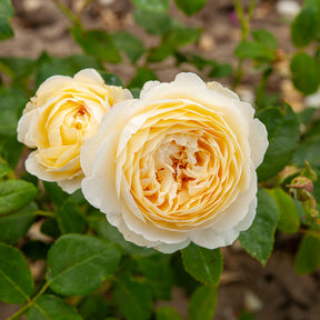 Klimroos Claire Austin® - Rosa Claire Austin® Ausprior - Willemse