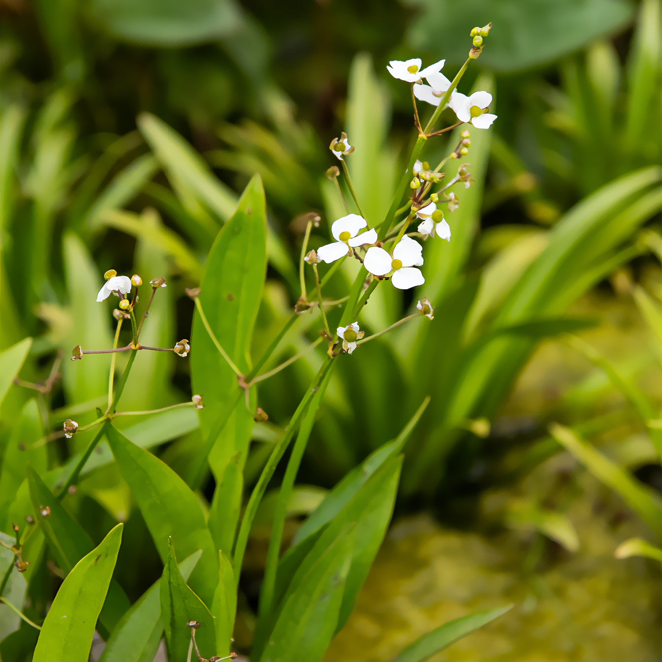 Smalbladig pijlkruid - Sagittaria graminea - Willemse