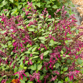 Salvia Love and Wishes ® - Hybride Salie Love and Wishes® - Salie