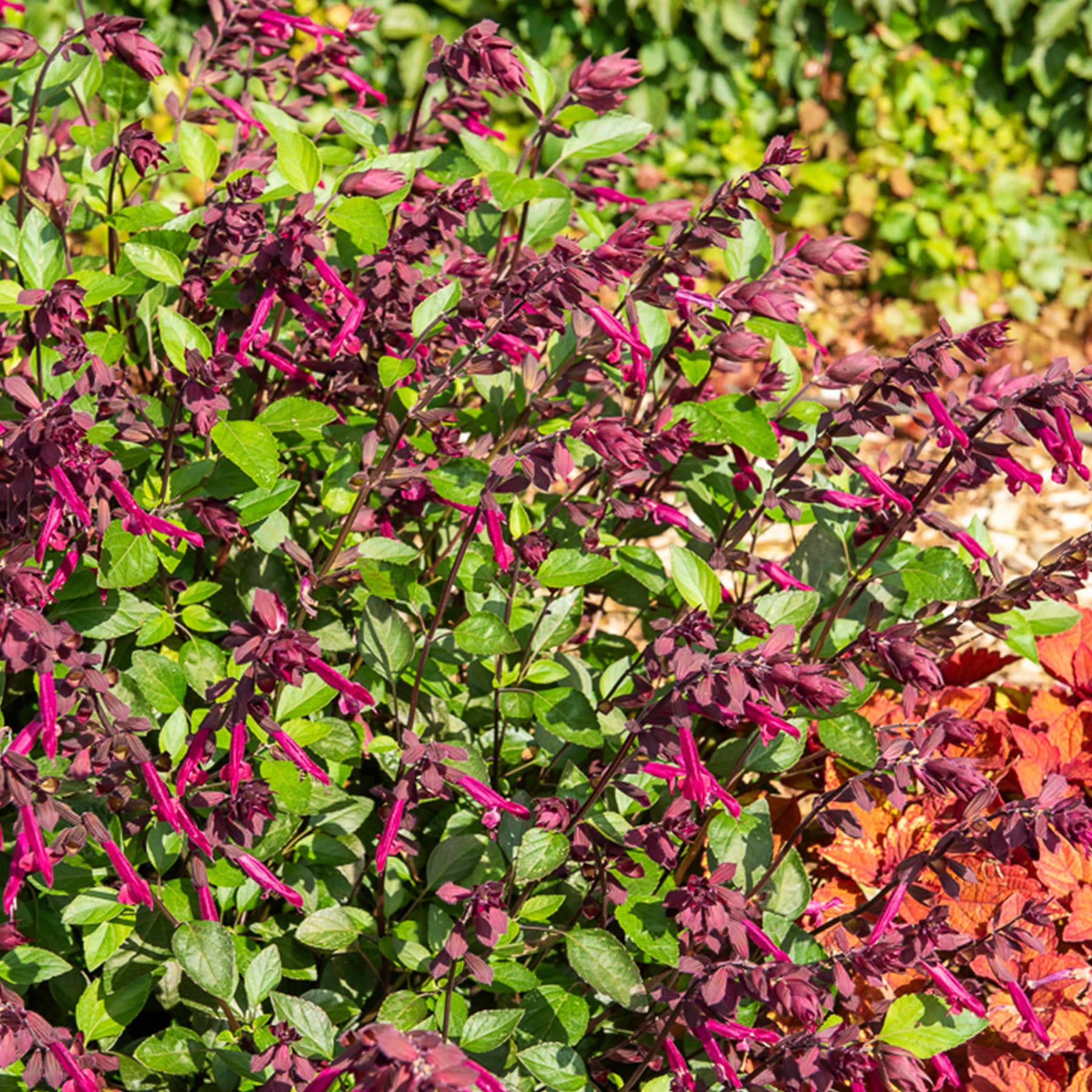 Hybride Salie Love and Wishes® - Willemse