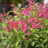 Salvia microphylla Cerro Potosi - Struiksalie Cerro Potosi® - Salie