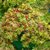 Muurpeper 'Coral Reef' / Sedum tetractinum - Sedum tetractinum Coral Reef - Willemse