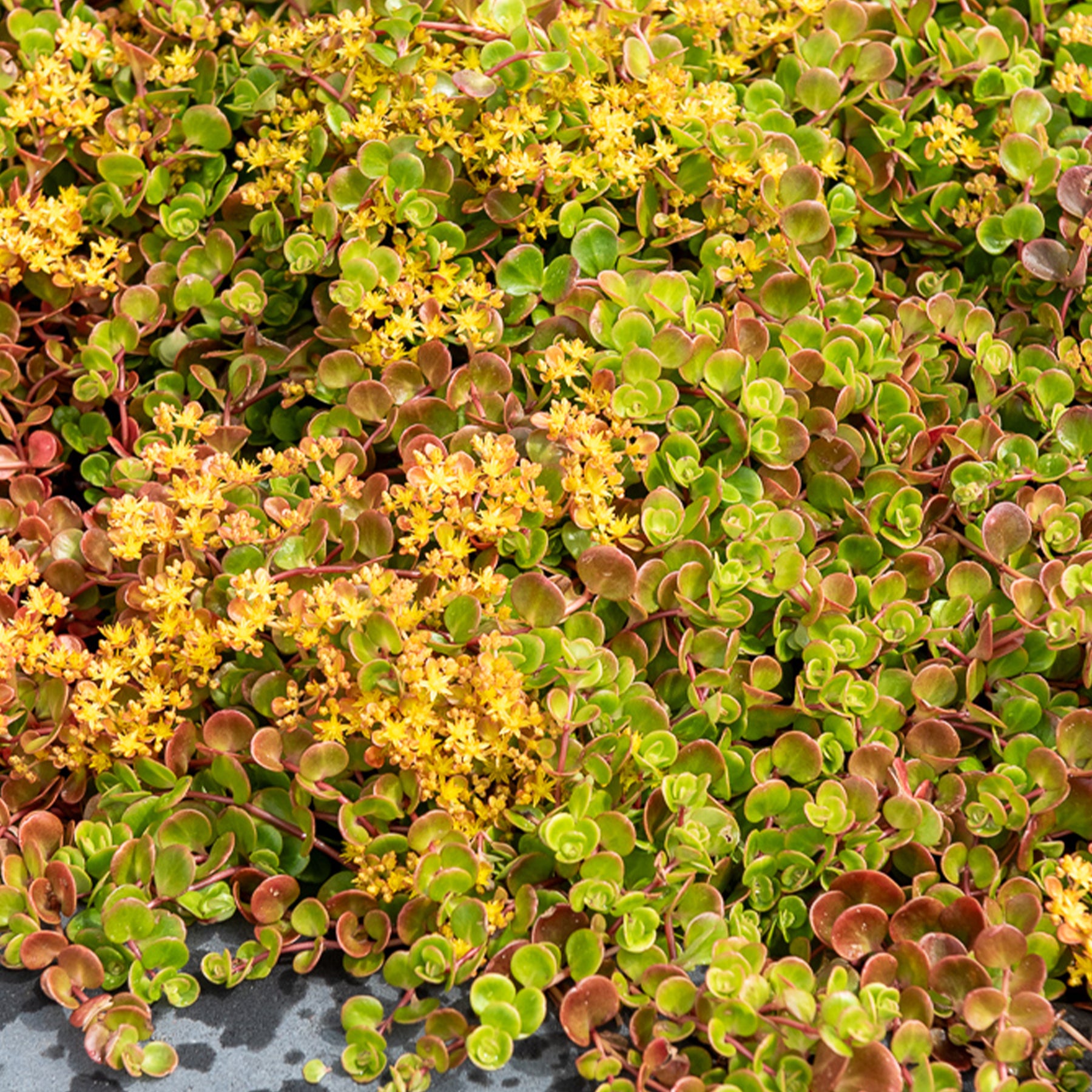 Muurpeper 'Coral Reef' / Sedum tetractinum - Willemse