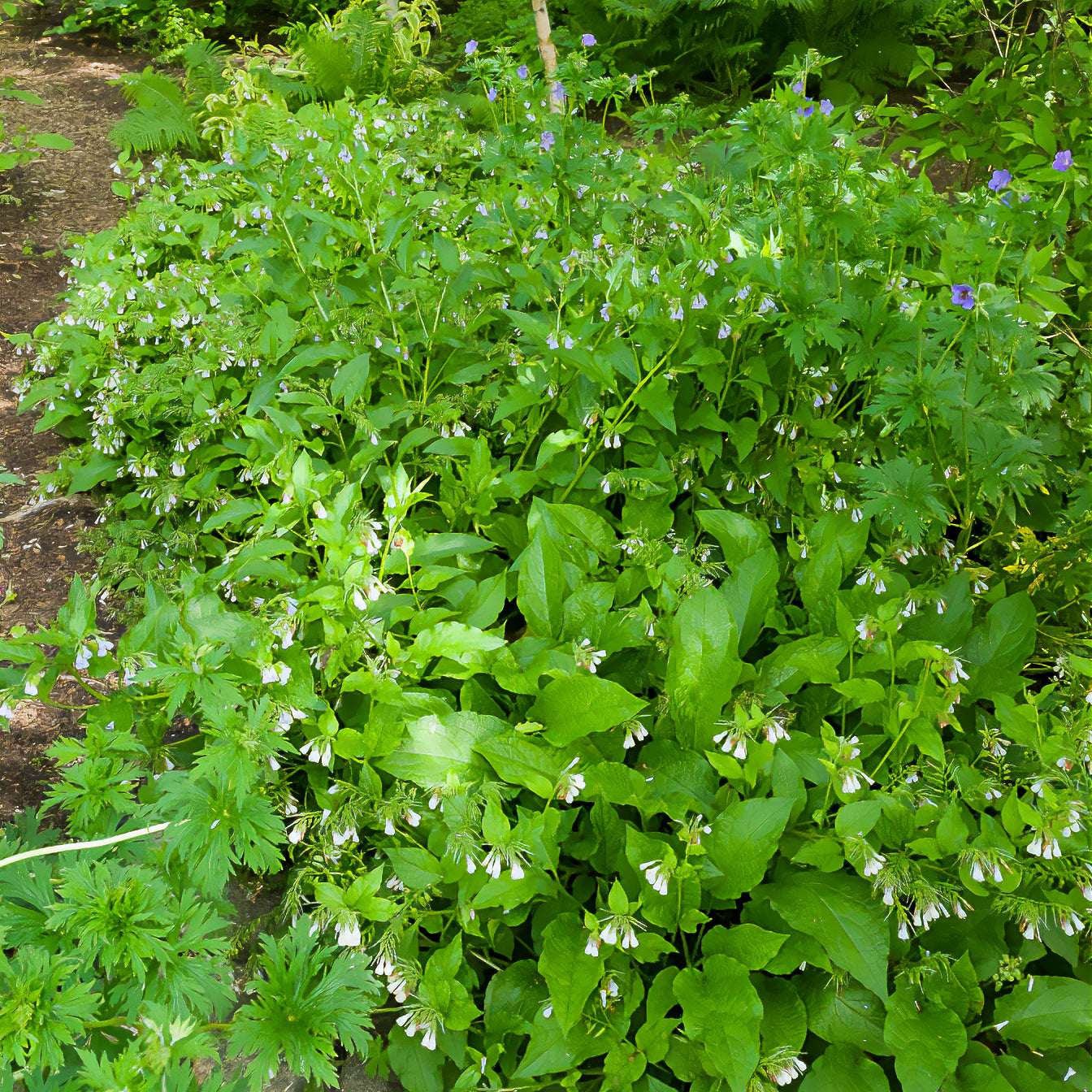 Wilde tuinplanten - Gewone smeerwortel - Symphytum officinale