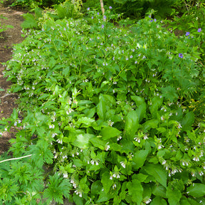 Wilde tuinplanten - Gewone smeerwortel - Symphytum officinale