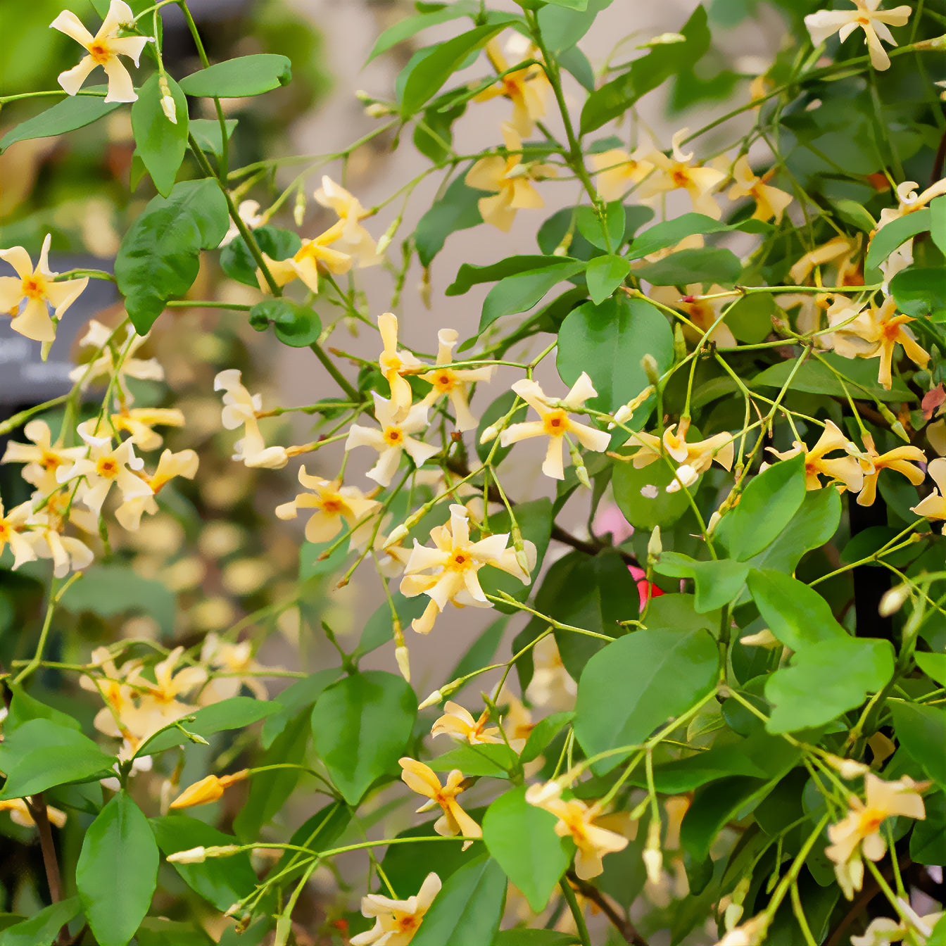 Toscaanse jasmijn - Trachelospermum asiaticum - Willemse