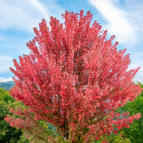 Esdoorn Freeman 'Autumn Blaze' - Willemse